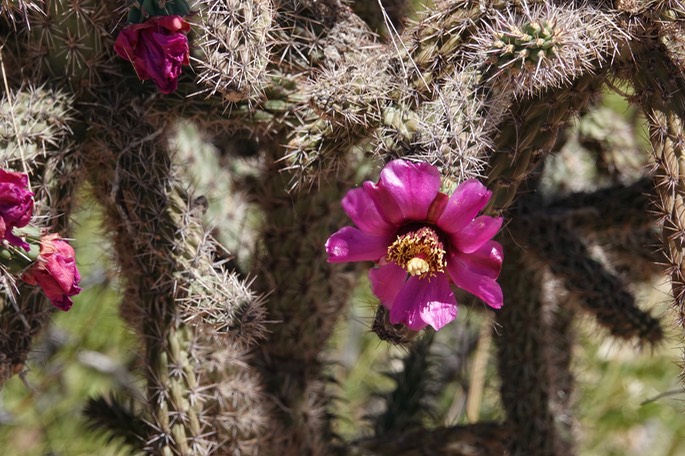 Cylindropuntia spinosior - Cane Cholla - Frying Pan Canyon, Cooke's Range, NM2