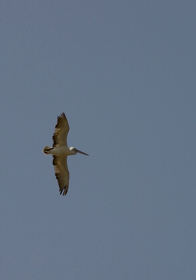 Dalmatian Pelican, Pelecanus crispus2