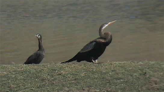 Darter, Oriental 1