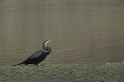 Darter, Oriental 5