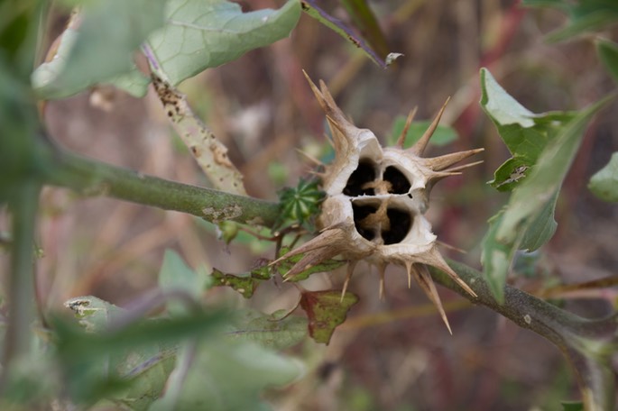 Datura quercifolia, Oak Leaf Thorn Apple, San Lorenzo, NM