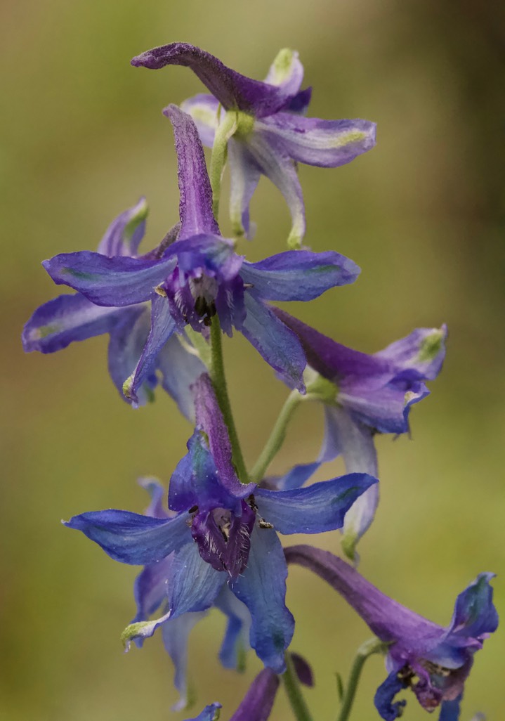 Delphinium scopulorum, Rocky Mountain Larkspur5