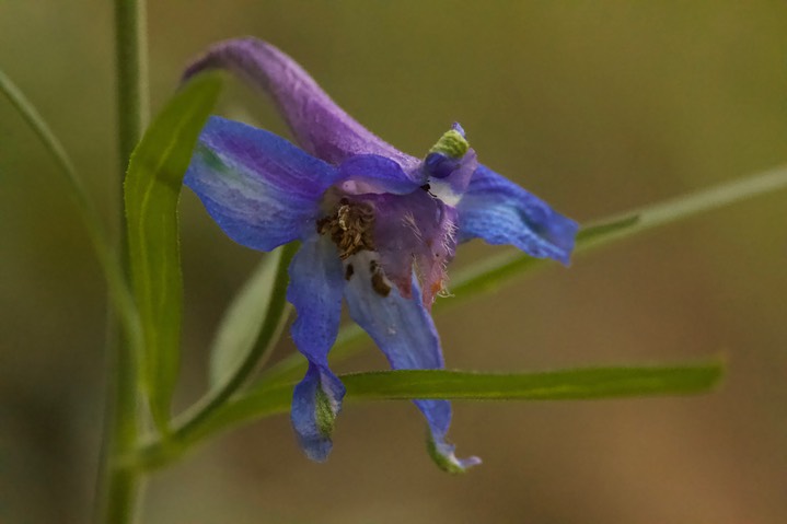 Delphinium scopulorum, Rocky Mountain Larkspur2