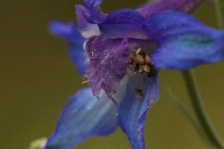 Delphinium scopulorum, Rocky Mountain Larkspur4