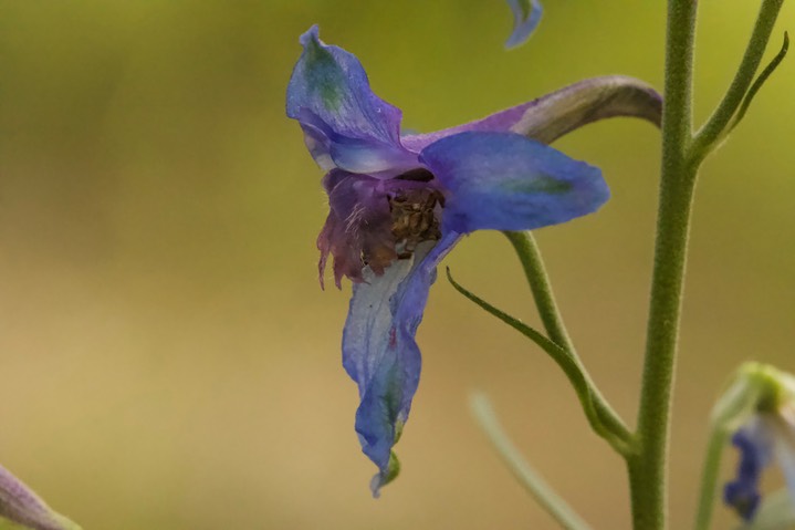 Delphinium scopulorum, Rocky Mountain Larkspur3