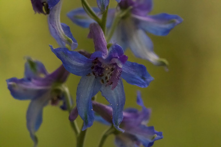 Delphinium scopulorum, Rocky Mountain Larkspur1