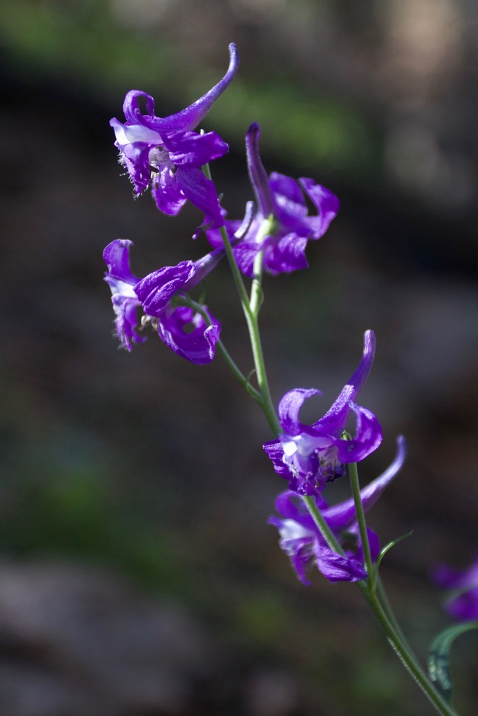 Delphinium scopulorum20