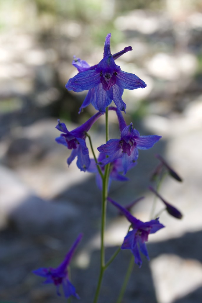 Delphinium scopulorum21