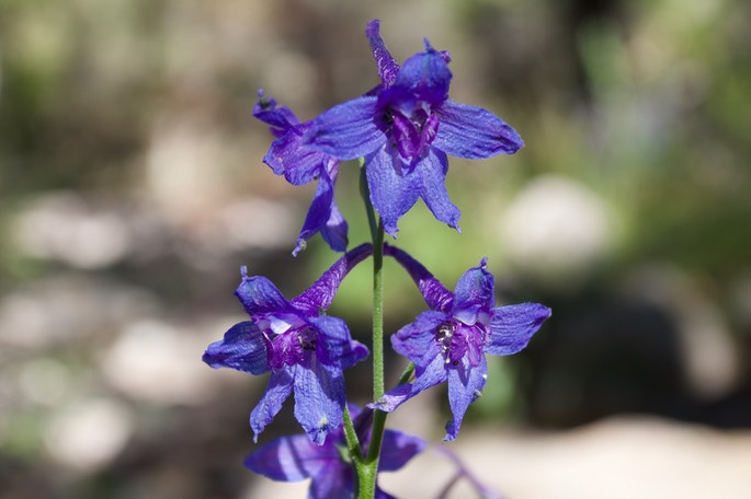 Delphinium scopulorum23