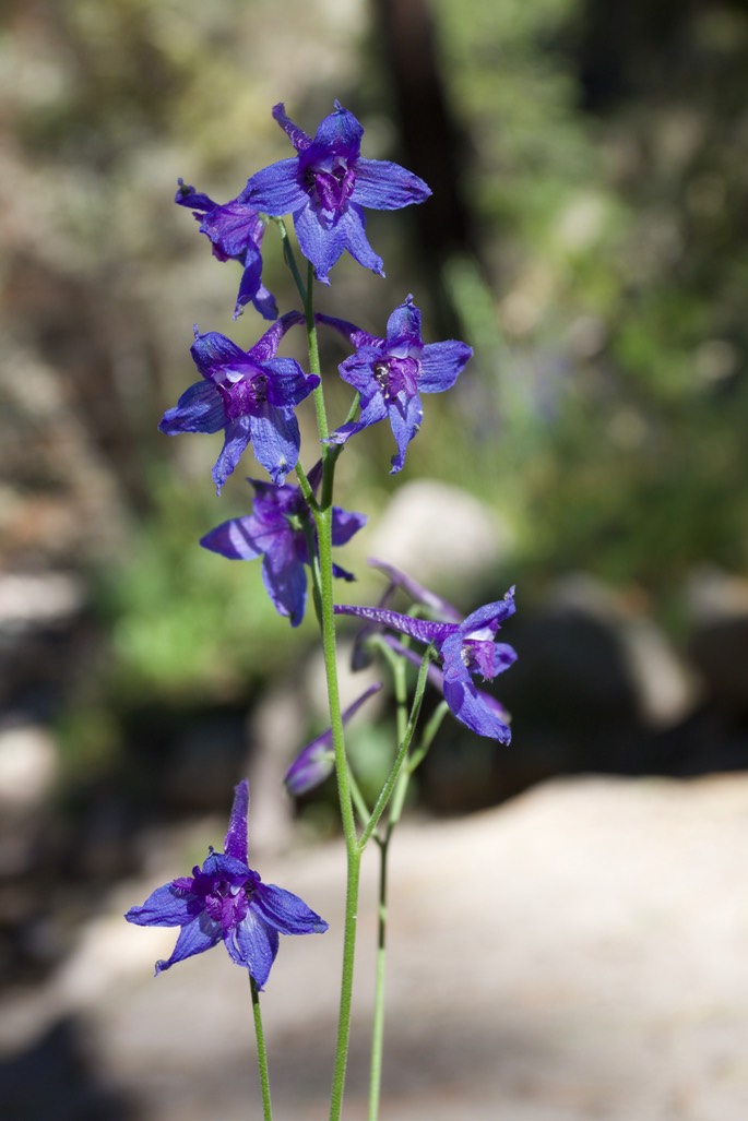 Delphinium scopulorum24