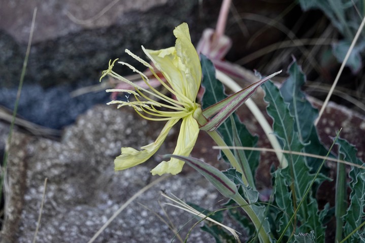 Desert Evening Primrose,Oenothera brachycarpa2