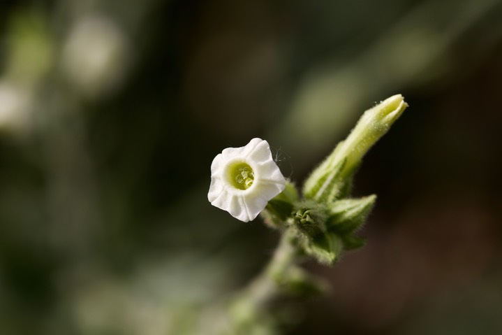 Desert Tobacco - Nicotiana obtusifolia var. obtusifolia