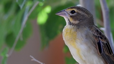 Dickcissel - Hillsboro - Sep 2020 4