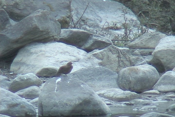 Dipper, Brown 1