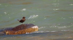 Dipper, Brown 2