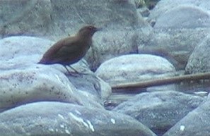 Dipper, Brown 3