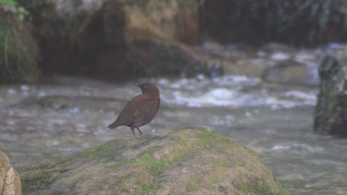 Dipper, Brown 3