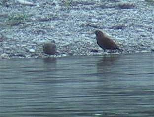 Dipper, Brown 4