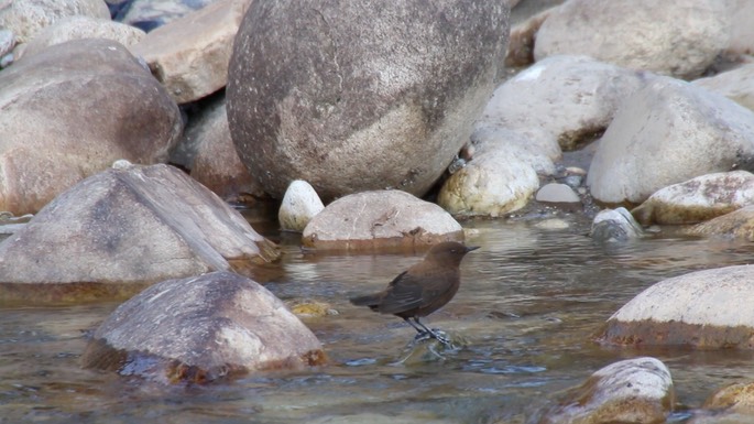 Dipper, Brown 4