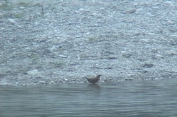 Dipper, Brown 5