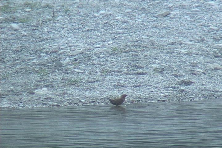 Dipper, Brown 5