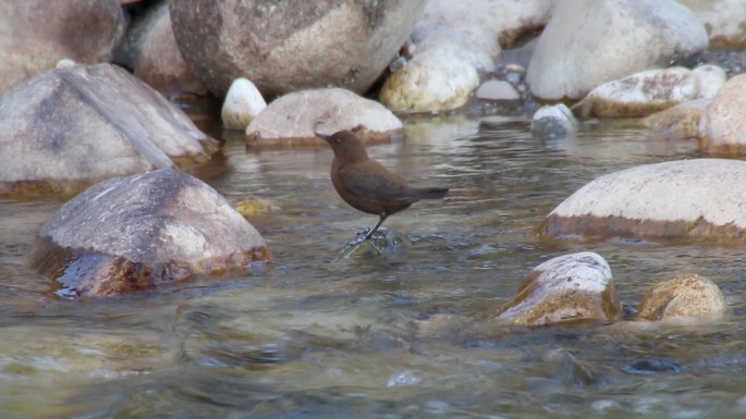Dipper, Brown