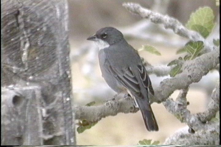 Diuca-Finch, Common70