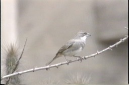 Diuca-Finch, Common