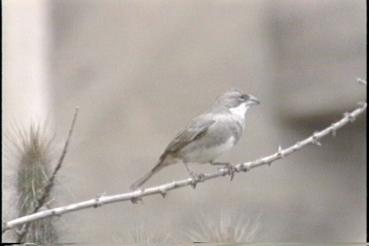 Diuca-Finch, Common