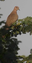 Dove, Laughing b
