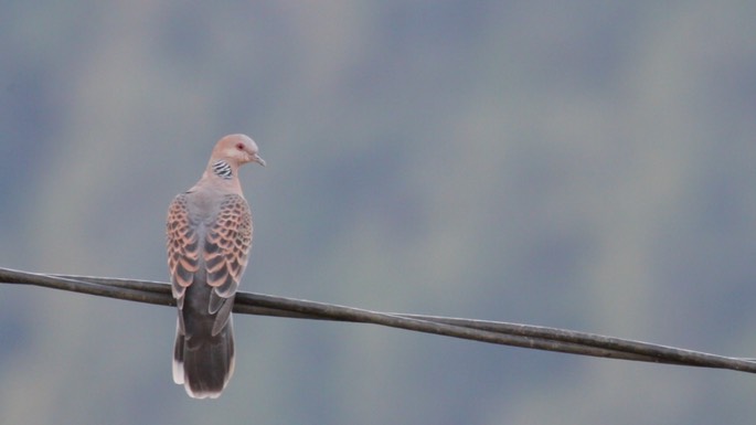 Dove, Oriental Turtle 1