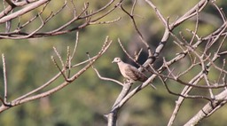Dove, Oriental Turtle 2