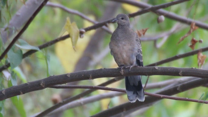 Dove, Oriental Turtle