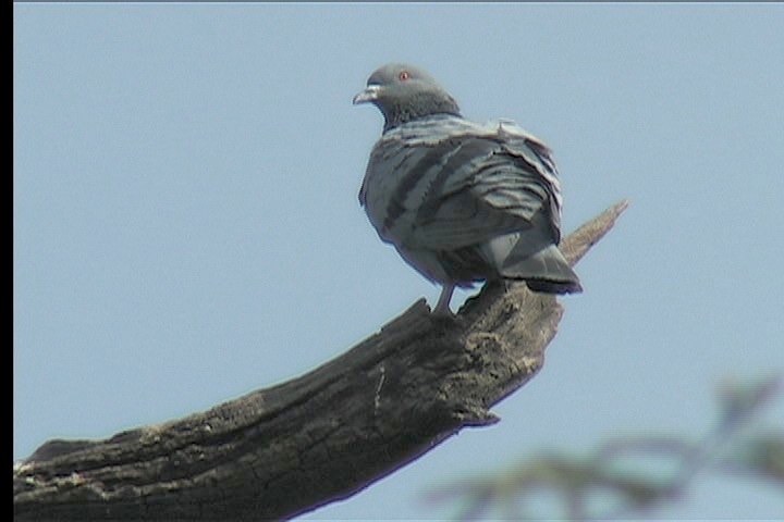 Dove, Rock 2