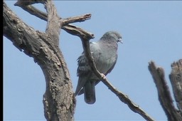 Dove, Rock 3