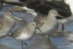 Dowitcher, Short-billed 1