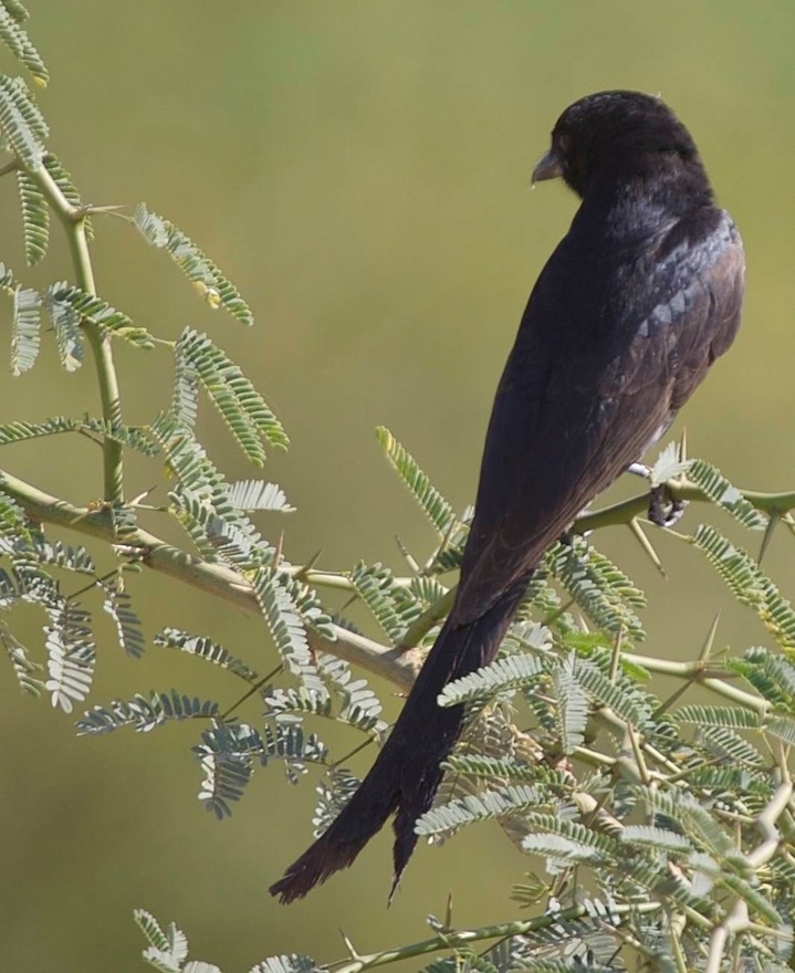 Drongo, Ashy a
