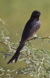 Drongo, Ashy b