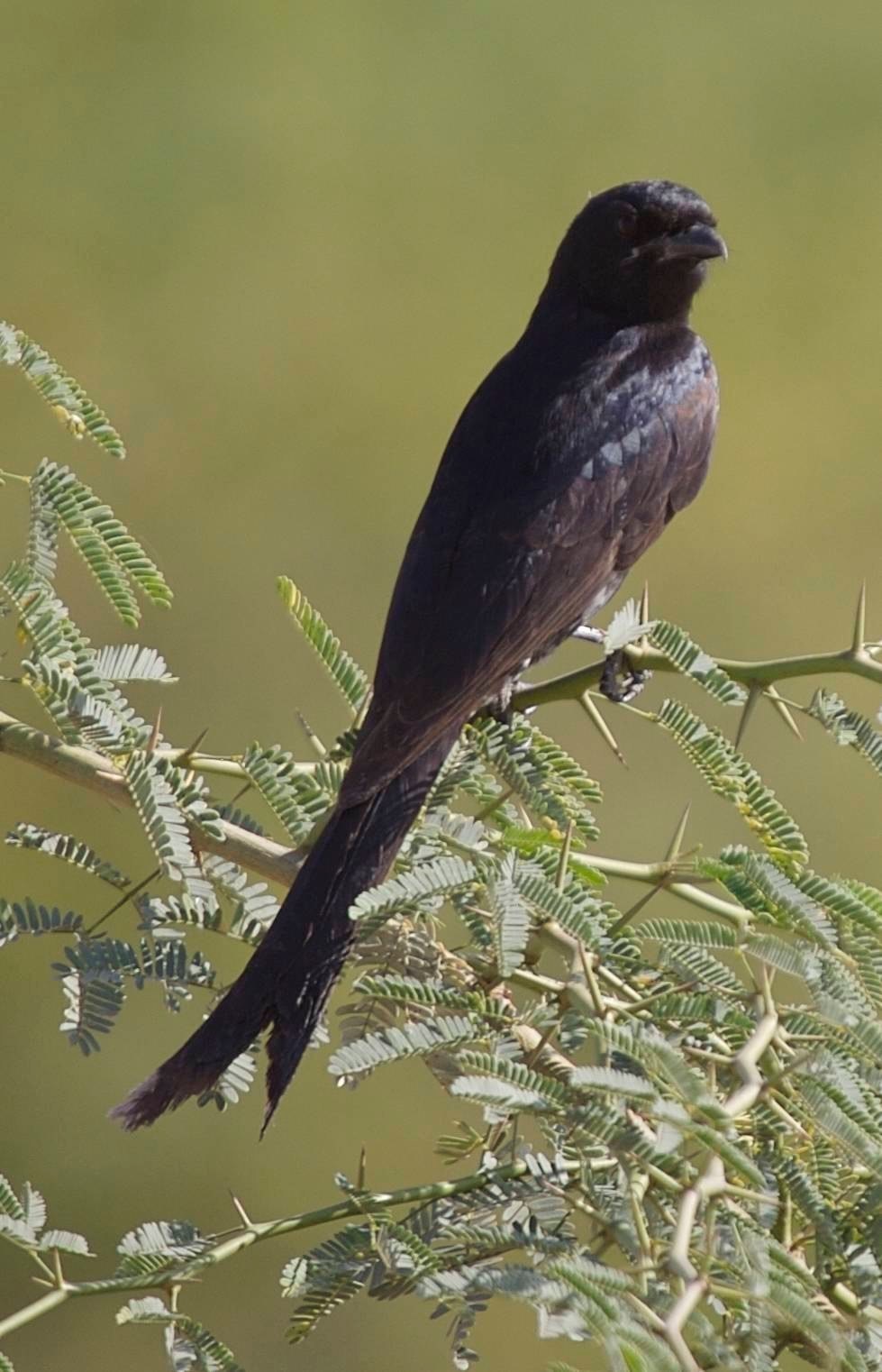 Drongo, Ashy b