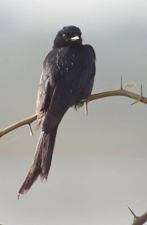 Drongo, Ashy c