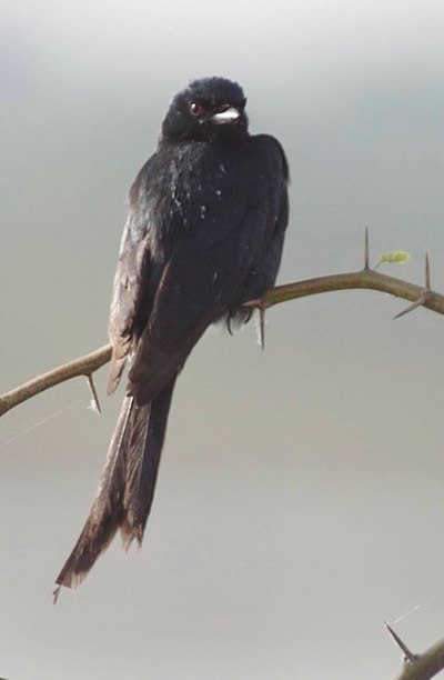 Drongo, Ashy c