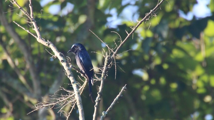 Drongo, Ashy