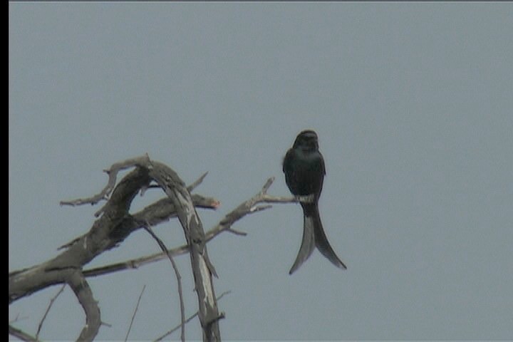 Drongo, Black 1
