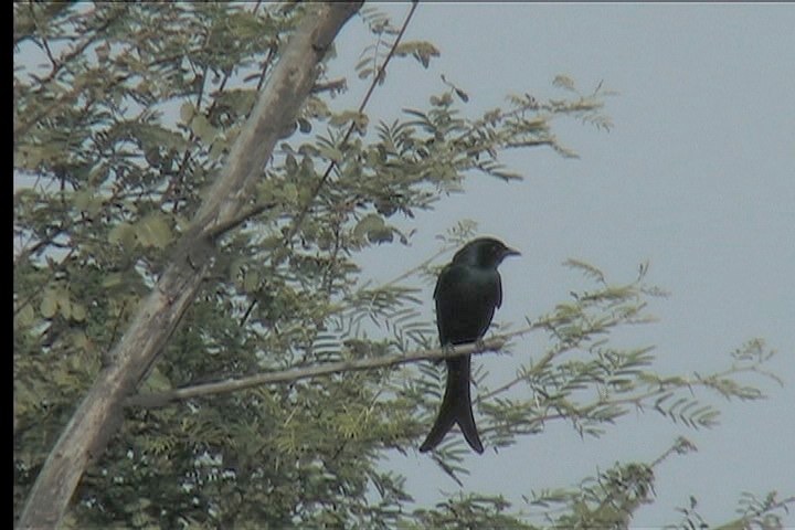 Drongo, Black 2
