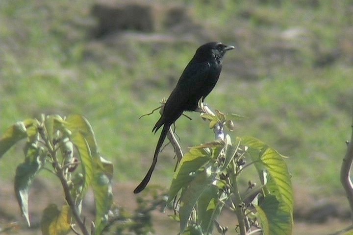 Drongo, Black 8