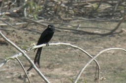 Drongo, Black 9