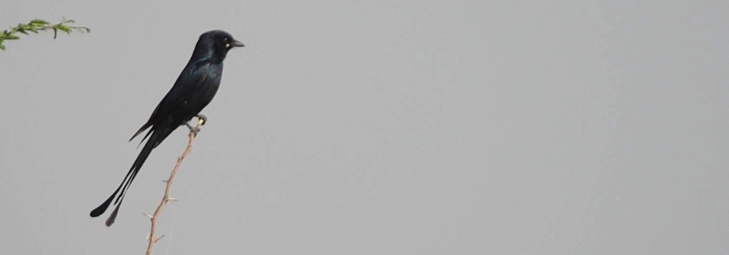 Drongo, Black a
