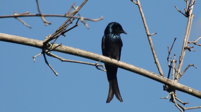 Drongo, Bronzed 2