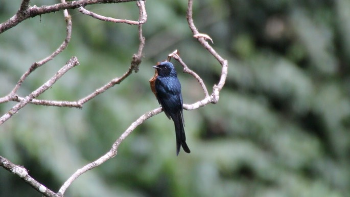 Drongo, Bronzed 3