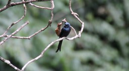 Drongo, Bronzed 4